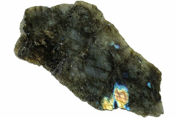 Single Side Polished Labradorite Section - Madagascar #238246